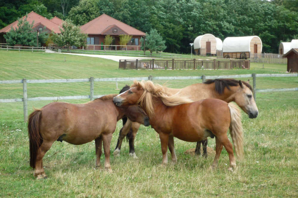 classes de découvertes équitation