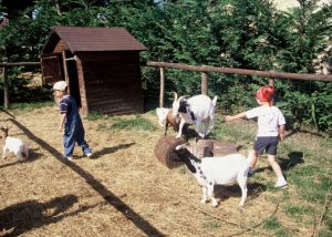 Les enfants sont en train de réaliser les petits travaux de la ferme pendant leur séjour aux Terrasses Cavaliers en herbe et petits fermier