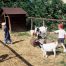 Les enfants sont en train de réaliser les petits travaux de la ferme pendant leur séjour aux Terrasses Cavaliers en herbe et petits fermier