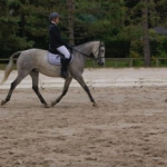 Une de nos équidé à l'école de Formanoir est en sortie concours dressage