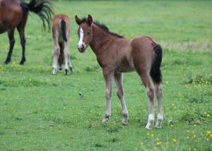 Les poulains de Poneys des Quatre Saisons sont dans leur pré