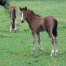 Les poulains de Poneys des Quatre Saisons sont dans leur pré